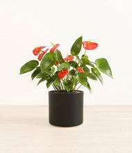 Load image into Gallery viewer, Black*****Profile