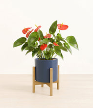 Load image into Gallery viewer, Deep Navy stand:bamboo