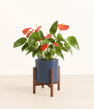 Load image into Gallery viewer, Deep Navy stand:walnut