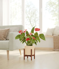 Load image into Gallery viewer, Cream stand:walnut