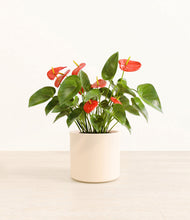 Load image into Gallery viewer, Cream*****Profile