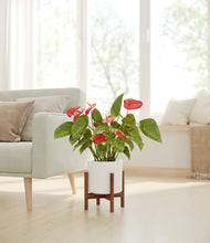 Load image into Gallery viewer, White stand:walnut