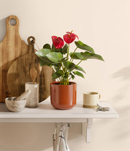 Load image into Gallery viewer, Glossy Red