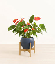 Load image into Gallery viewer, Deep Navy stand:bamboo