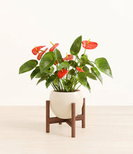 Load image into Gallery viewer, Shiny EggWhite stand:walnut