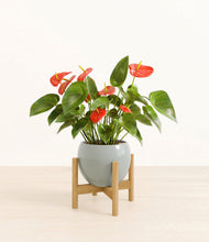 Load image into Gallery viewer, Deep Ocean stand:bamboo