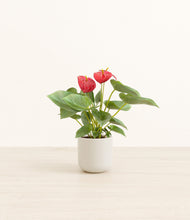 Load image into Gallery viewer, Cotton White*****Profile