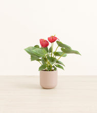 Load image into Gallery viewer, Sandy Pink*****Profile