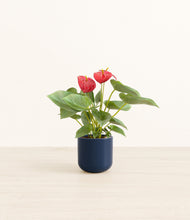 Load image into Gallery viewer, Twilight Blue*****Profile