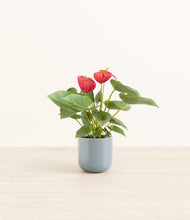 Load image into Gallery viewer, Misty Blue*****Profile