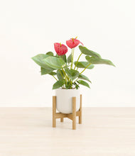 Load image into Gallery viewer, Cotton White stand:bamboo