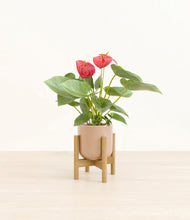 Load image into Gallery viewer, Glossy Pink stand:bamboo