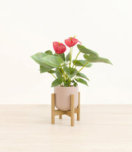 Load image into Gallery viewer, Sandy Pink stand:bamboo