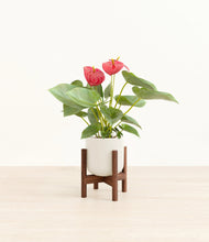 Load image into Gallery viewer, Cotton White stand:walnut