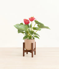 Load image into Gallery viewer, Glossy Pink stand:walnut