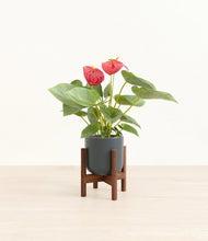 Load image into Gallery viewer, Iron Gray stand:walnut