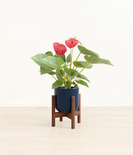 Load image into Gallery viewer, Twilight Blue stand:walnut