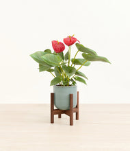 Load image into Gallery viewer, Reactive Aqua stand:walnut