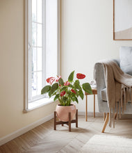 Load image into Gallery viewer, Calm Rose stand:walnut