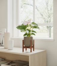 Load image into Gallery viewer, Olive stand:walnut