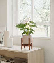 Load image into Gallery viewer, Eternal Gray stand:walnut
