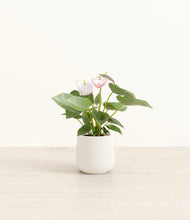 Load image into Gallery viewer, White*****Profile