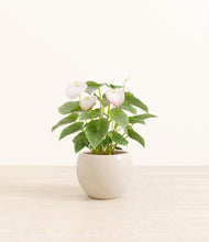 Load image into Gallery viewer, Shiny EggWhite*****Profile