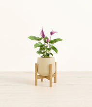 Load image into Gallery viewer, Almond Green stand:bamboo