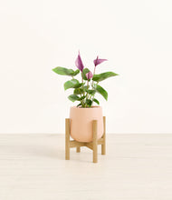 Load image into Gallery viewer, Gentle Pink stand:bamboo