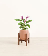 Load image into Gallery viewer, Calm Rose stand:walnut