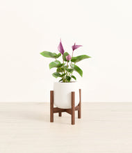 Load image into Gallery viewer, White stand:walnut