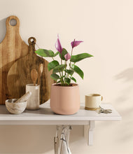 Load image into Gallery viewer, Gentle Pink