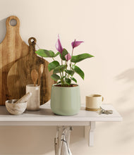 Load image into Gallery viewer, Turquoise