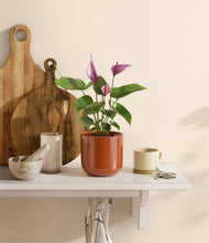 Load image into Gallery viewer, Glossy Red