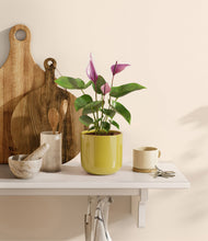 Load image into Gallery viewer, Key Lime Yellow