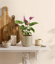 Load image into Gallery viewer, Sage Green