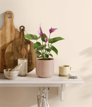 Load image into Gallery viewer, Sandy Pink