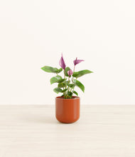 Load image into Gallery viewer, Glossy Red*****Profile