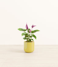 Load image into Gallery viewer, Key Lime Yellow*****Profile