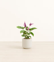 Load image into Gallery viewer, Cotton White*****Profile