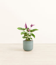 Load image into Gallery viewer, Reactive Aqua*****Profile