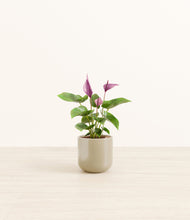 Load image into Gallery viewer, Sage Green*****Profile