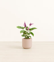 Load image into Gallery viewer, Sandy Pink*****Profile