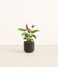 Load image into Gallery viewer, Stone Black*****Profile