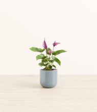 Load image into Gallery viewer, Misty Blue*****Profile