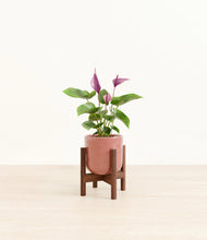 Load image into Gallery viewer, Hammered Rose Pink stand:walnut