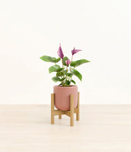 Load image into Gallery viewer, Striped Rose Pink stand:bamboo