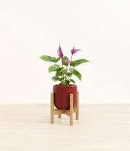 Load image into Gallery viewer, Striped Cherry Red stand:bamboo