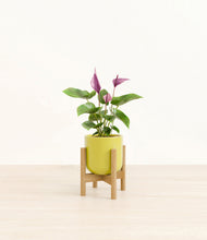 Load image into Gallery viewer, Key Lime Yellow stand:bamboo