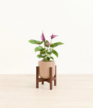 Load image into Gallery viewer, Glossy Pink stand:walnut